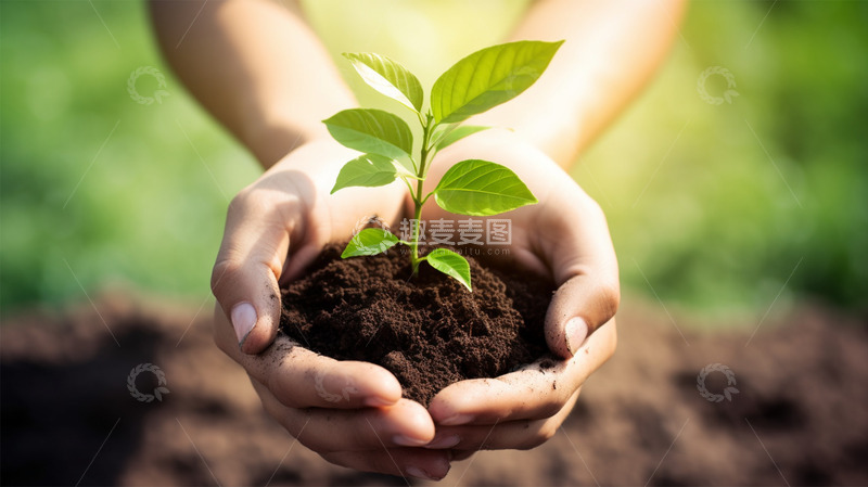 高清大图下载【趣麦麦图】手捧树苗禾苗植物生命绿洲自然环保