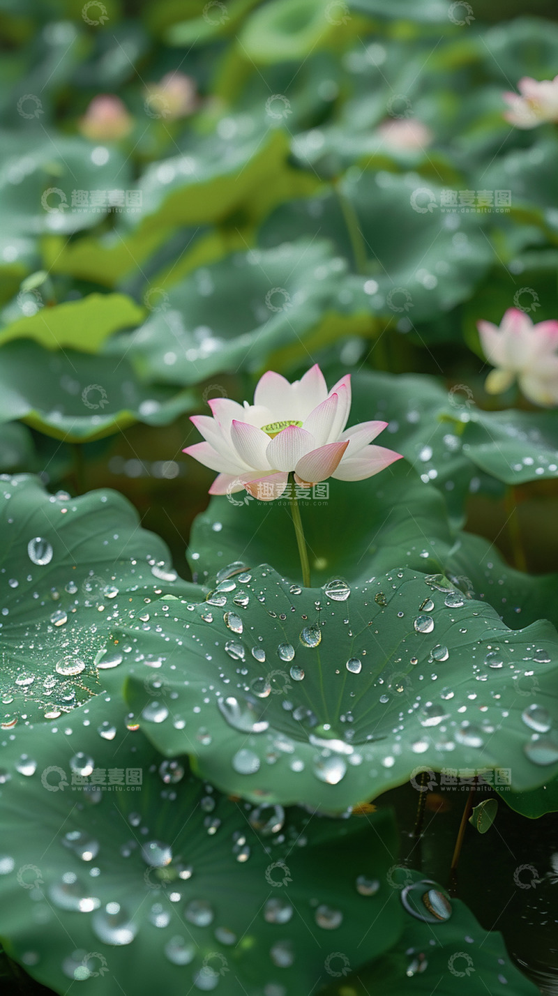 高清大图下载【趣麦麦图】绿叶荷叶特写