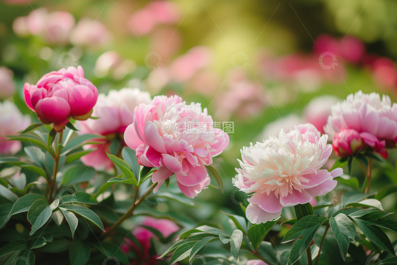 高清大图下载【趣麦麦图】绽放的芍药花