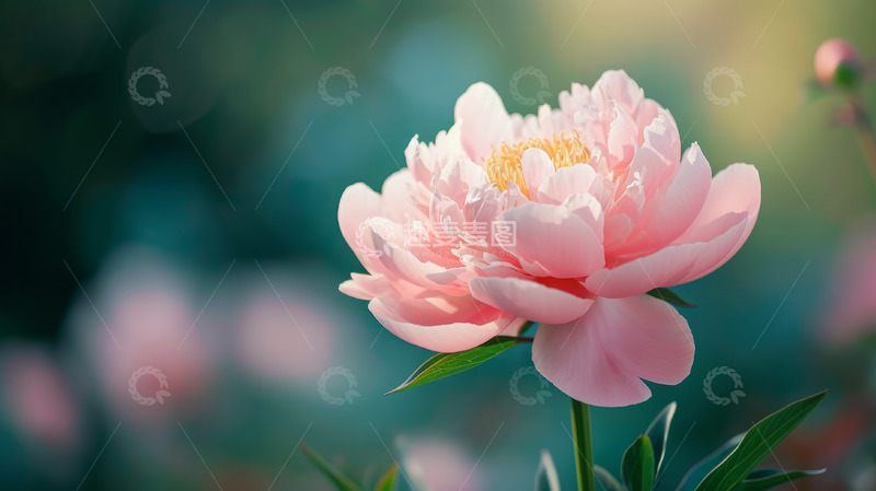 高清大图下载【趣麦麦图】唯美牡丹芍药花