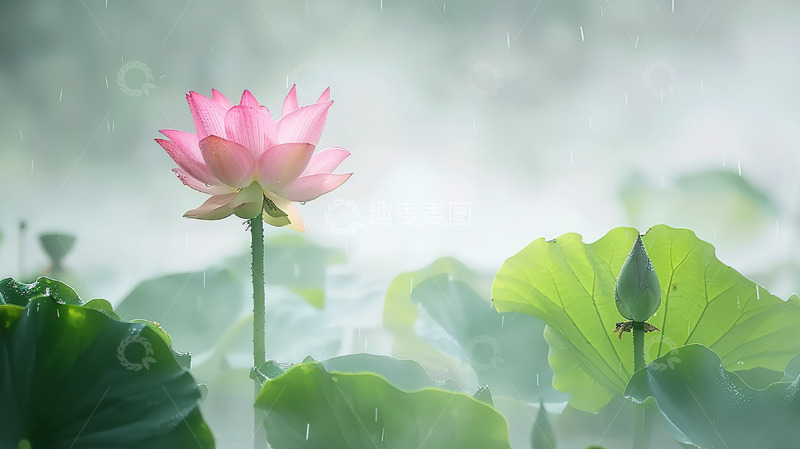 高清大图下载【趣麦麦图】晨雾荷塘荷花粉色唯美景观
