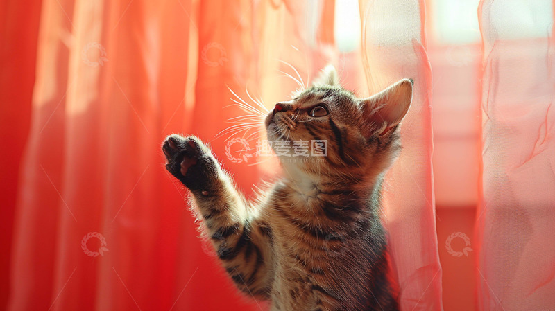 高清大图下载【趣麦麦图】宠物猫咪握手