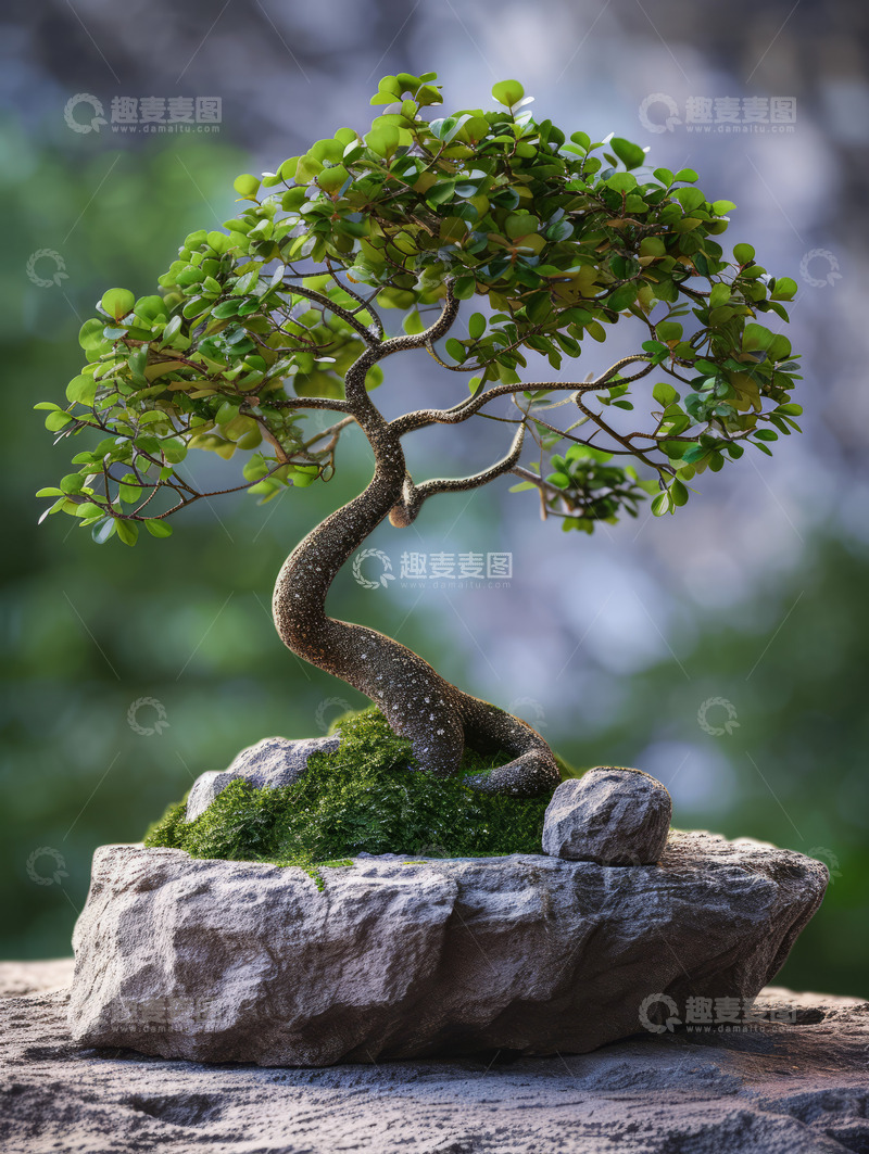 高清大图下载【趣麦麦图】室外盆栽摄影