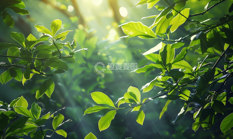 高清大图下载【趣麦麦图】绿色阳光叶子背景