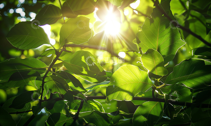 高清大图下载【趣麦麦图】绿色阳光植物背景