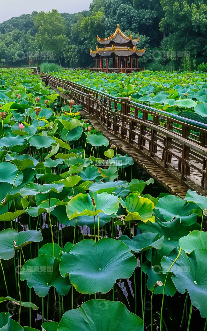 高清大图下载【趣麦麦图】亭子荷叶荷花唯美风景