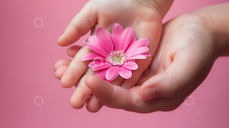 高清大图下载【趣麦麦图】情人节花卉摄影