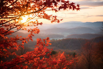 秋季红色的枫树林