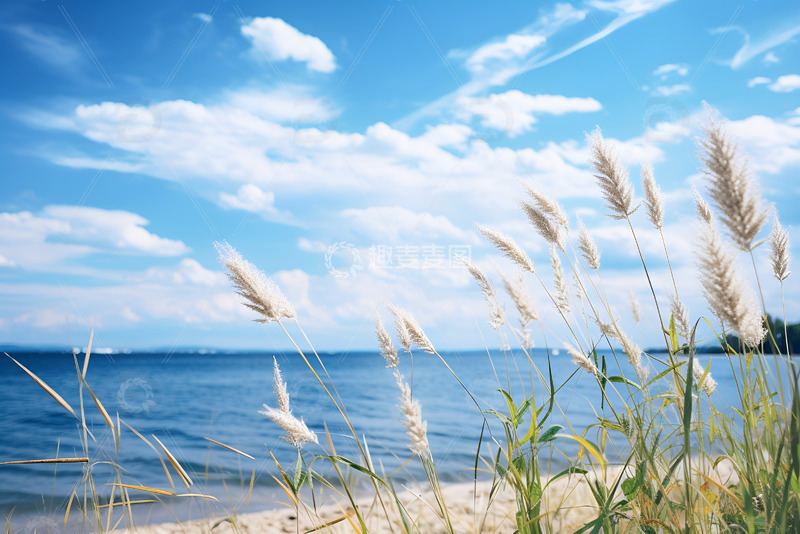 高清大图下载【趣麦麦图】湖泊边摇曳的芦苇