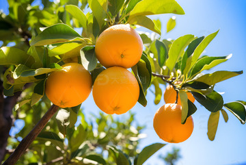 生长在树枝上的橙子