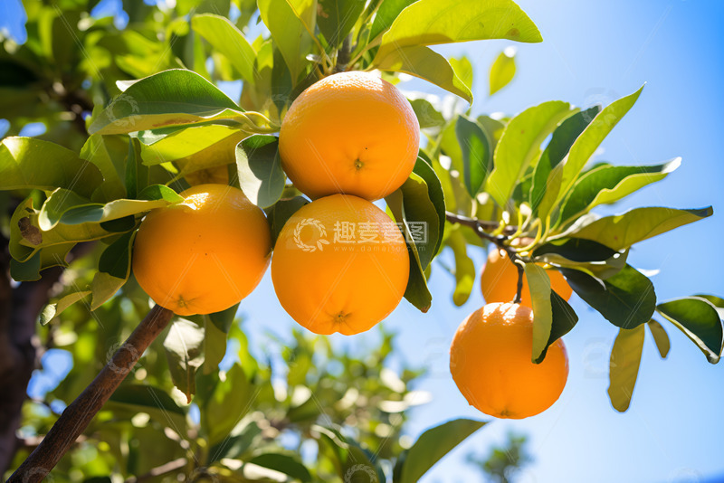 高清大图下载【趣麦麦图】生长在树枝上的橙子
