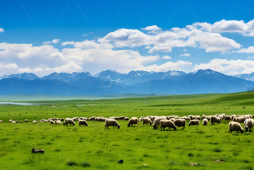 大草原上的羊群