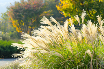 公园里的芦苇丛