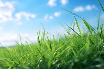 青草地近景特写