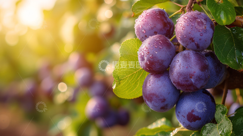 高清大图下载【趣麦麦图】新鲜葡萄摄影图