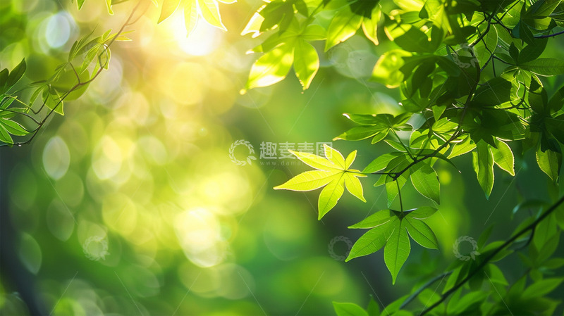 高清大图下载【趣麦麦图】绿色植物树叶叶子阳光唯美场景