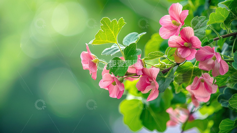 高清大图下载【趣麦麦图】绿色自然鲜花背景
