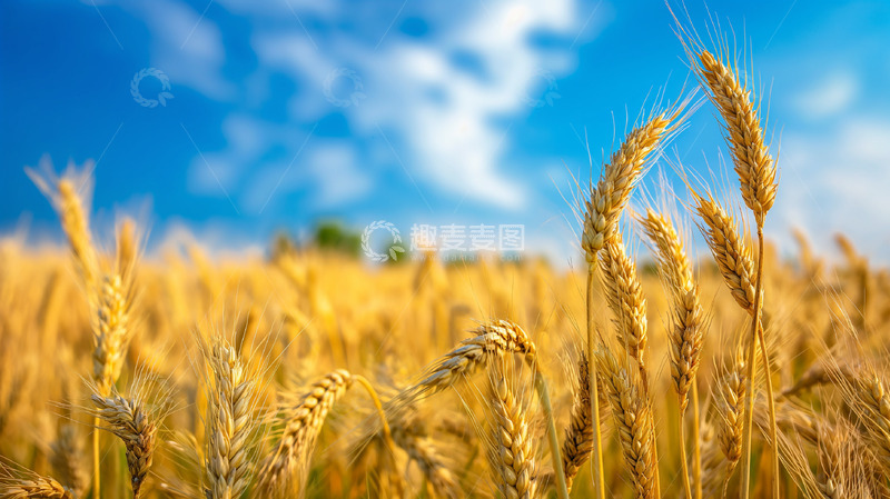 高清大图下载【趣麦麦图】金黄稻谷桌面壁纸