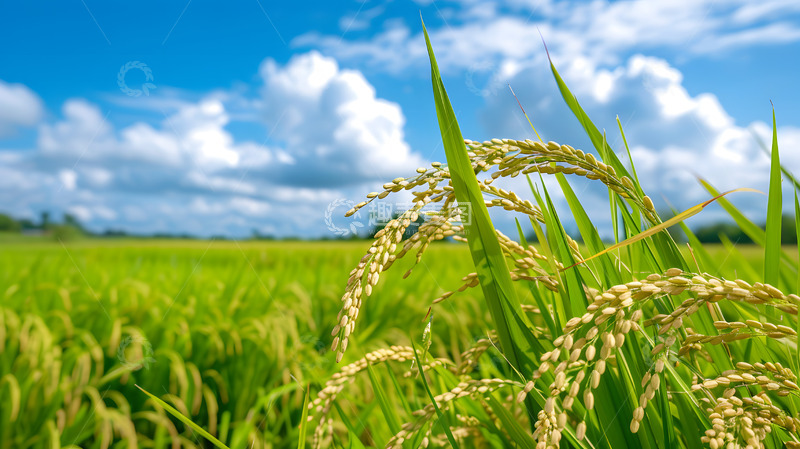 高清大图下载【趣麦麦图】夏天稻田蓝天白云麦穗摄影