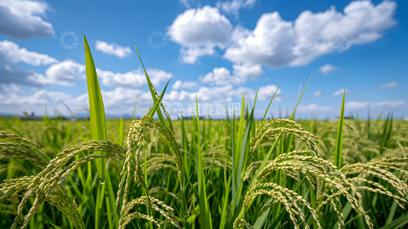高清大图下载【趣麦麦图】蓝天白云麦穗稻田摄影背景
