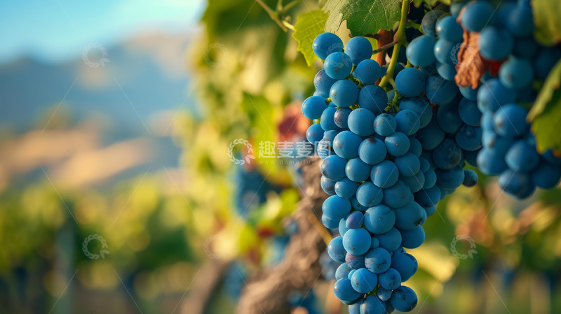 高清大图下载【趣麦麦图】新鲜葡萄海报摄影图