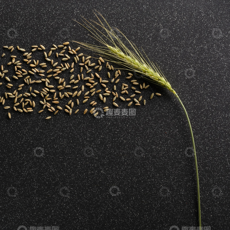 高清大图下载【趣麦麦图】一颗麦穗与散落的麦粒