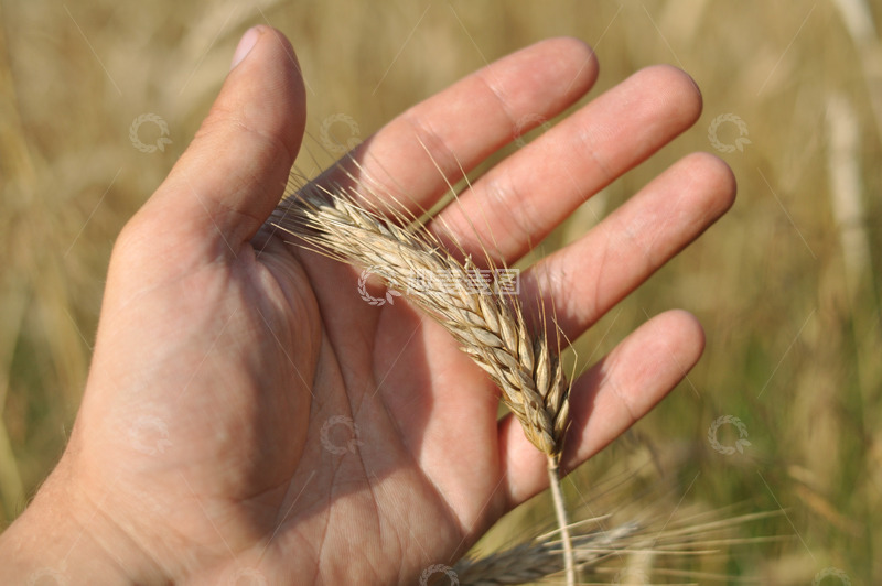 高清大图下载【趣麦麦图】手抚摸着田地里的庄稼