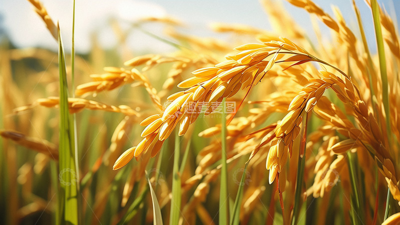 高清大图下载【趣麦麦图】丰收麦穗芒种