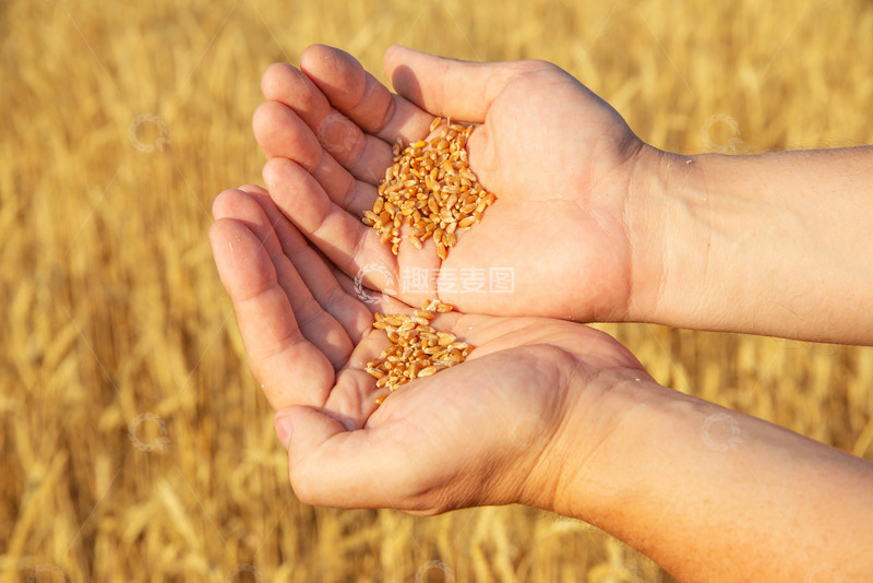 高清大图下载【趣麦麦图】手中捧着成熟的小麦
