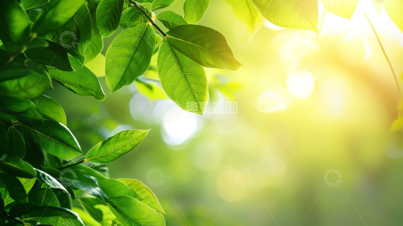 高清大图下载【趣麦麦图】户外绿叶植物背景
