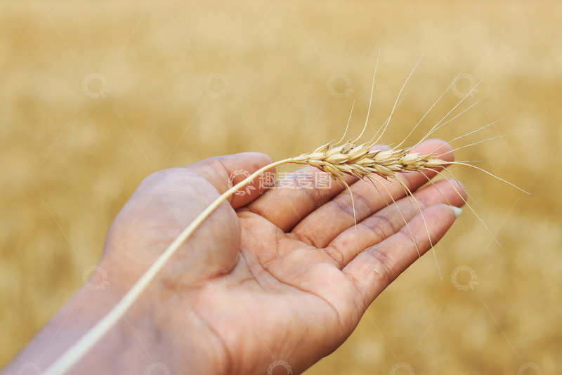 高清大图下载【趣麦麦图】手中米粒饱满的麦穗