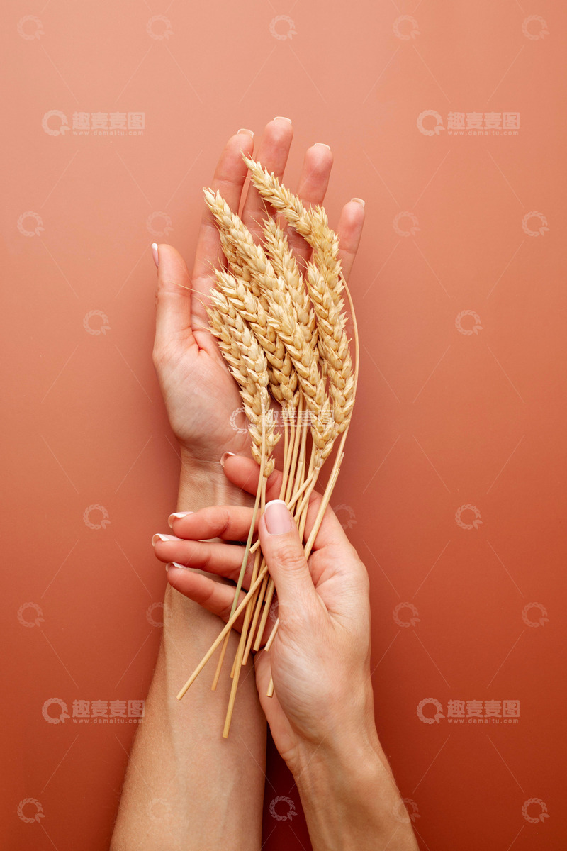 高清大图下载【趣麦麦图】手中拿着的金黄麦穗