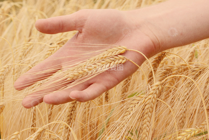高清大图下载【趣麦麦图】手抚这成熟的麦田