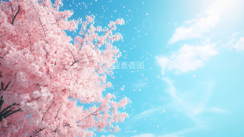 高清大图下载【趣麦麦图】唯美蓝天白云樱花背景