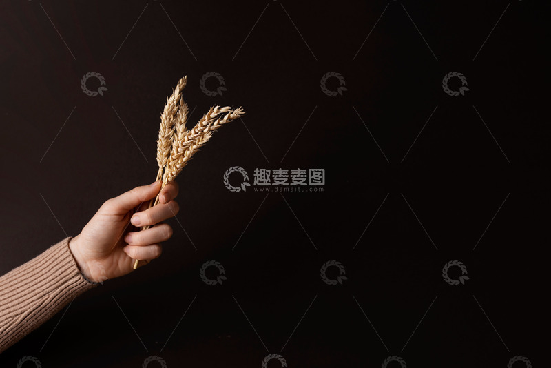 高清大图下载【趣麦麦图】手握几颗金黄的麦穗