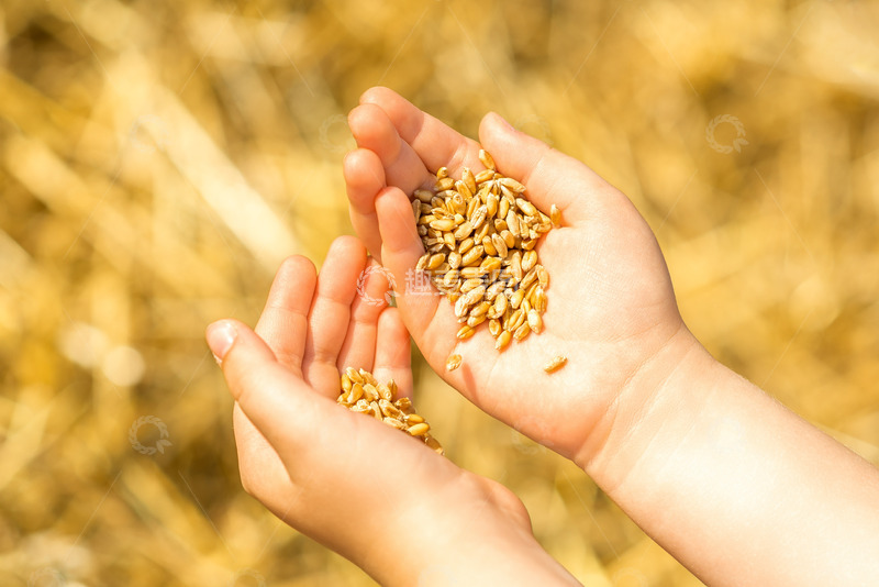 高清大图下载【趣麦麦图】手捧田地中的麦粒
