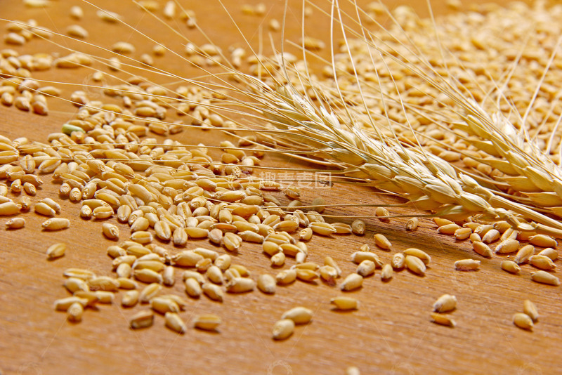 高清大图下载【趣麦麦图】饱满的麦粒与麦穗