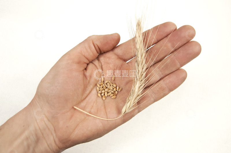高清大图下载【趣麦麦图】手中的大麦麦穗与麦粒