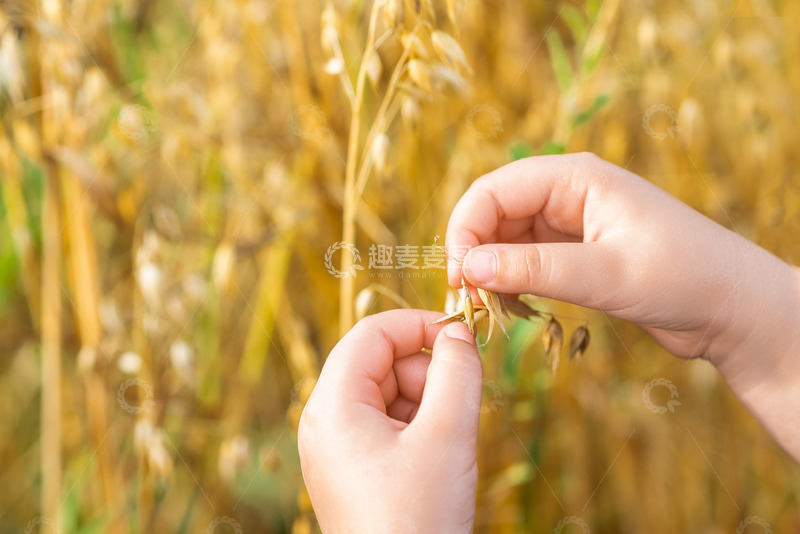 高清大图下载【趣麦麦图】用手剥开大麦的手