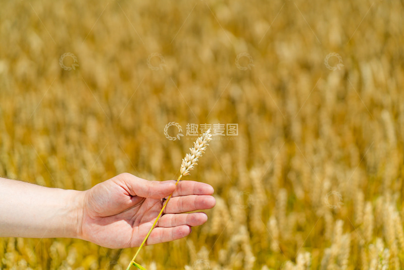 高清大图下载【趣麦麦图】麦田中手拿一颗麦穗