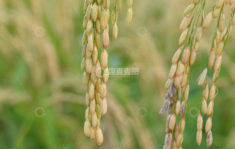 高清大图下载【趣麦麦图】颗粒饱满的稻穗