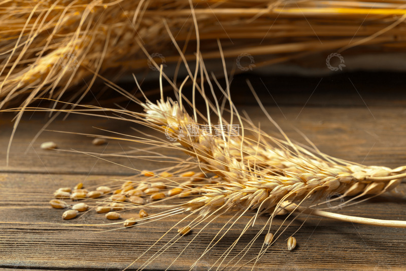 高清大图下载【趣麦麦图】麦穗中炸开的麦粒