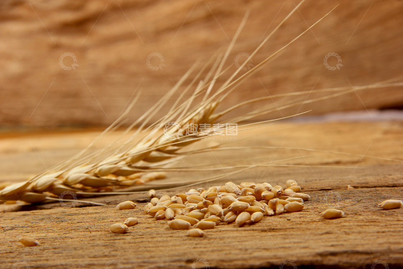 高清大图下载【趣麦麦图】一颗成熟的麦穗