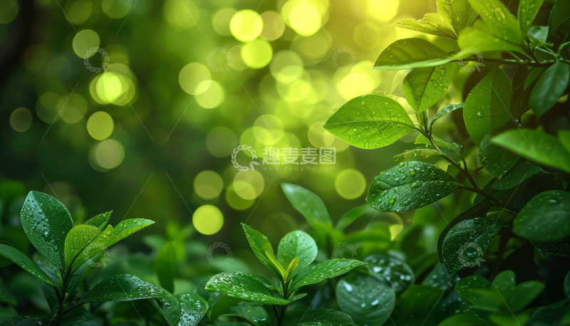 高清大图下载【趣麦麦图】唯美绿色树叶背景
