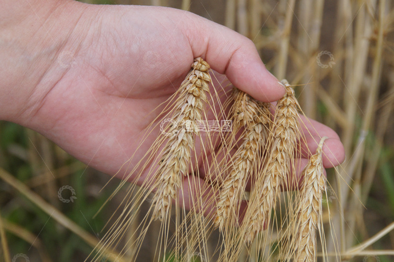 高清大图下载【趣麦麦图】手中饱满的麦子麦穗