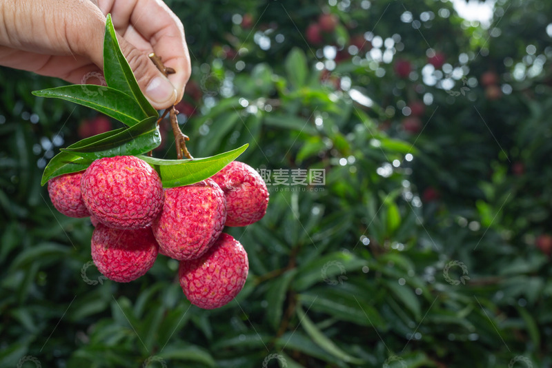 高清大图下载【趣麦麦图】现摘的新鲜荔枝