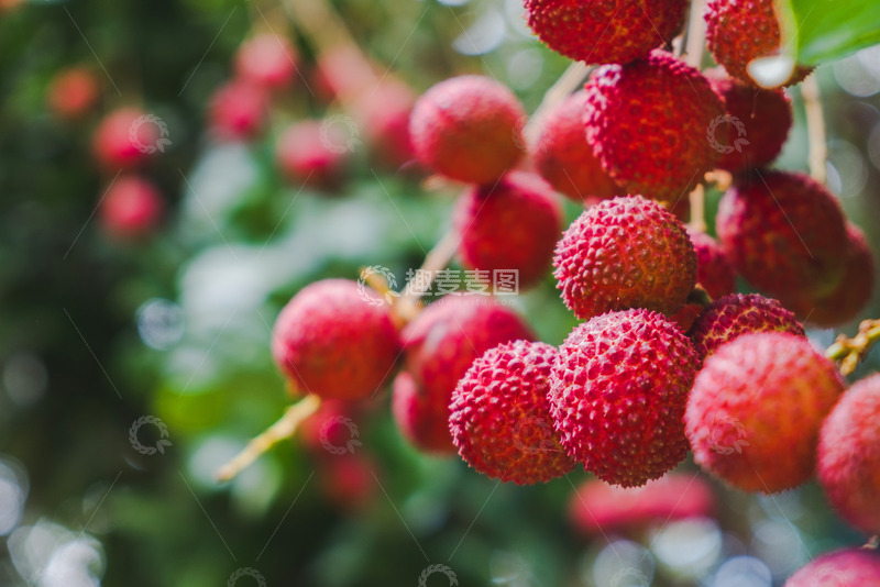 高清大图下载【趣麦麦图】挂满荔枝的荔枝树