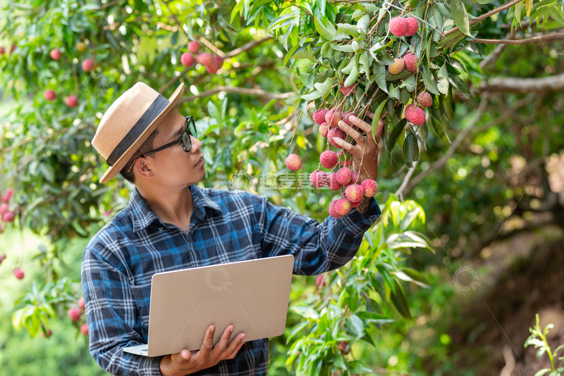 高清大图下载【趣麦麦图】在观察果树的专家