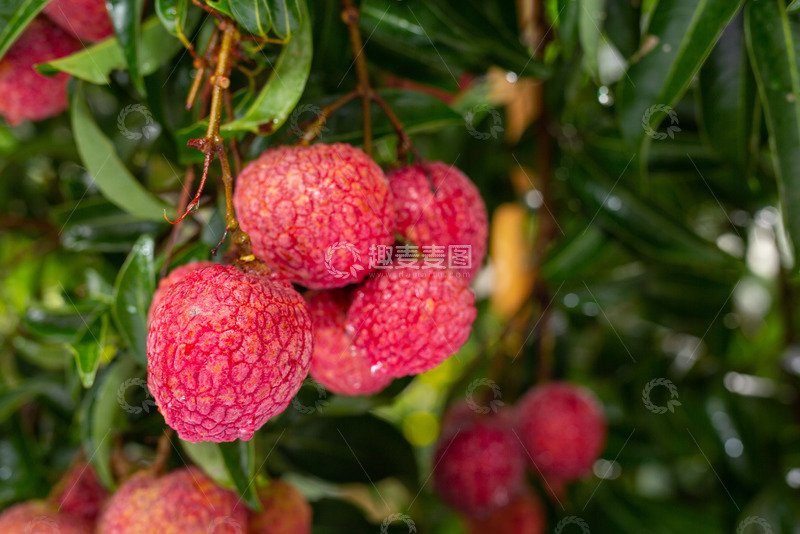 高清大图下载【趣麦麦图】鲜艳欲滴的荔枝
