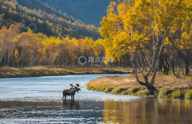 高清大图下载【趣麦麦图】阿勒泰自然风景动物摄影